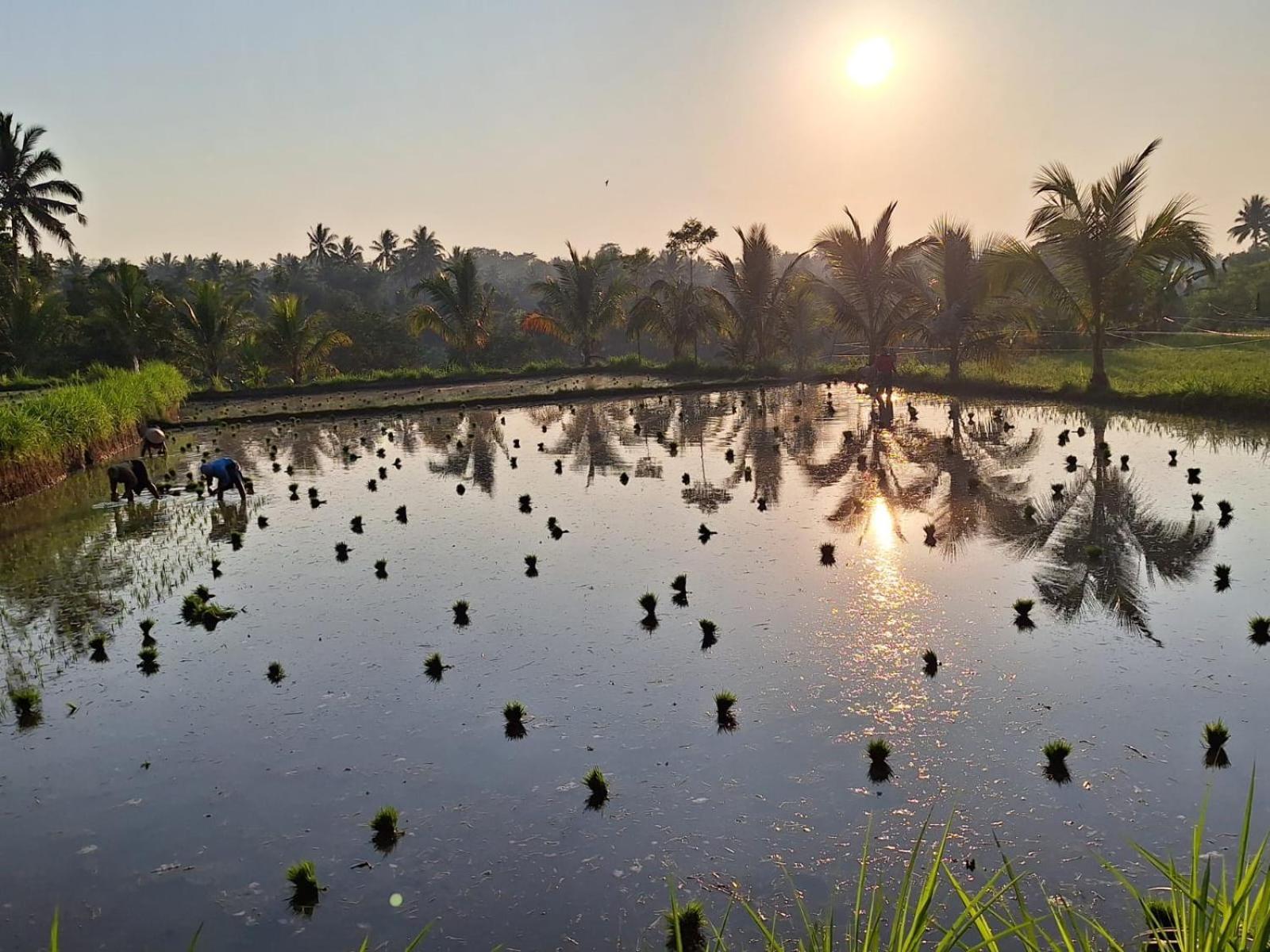 Bunga Maliq Bungalow Lombok Tetebatu Quarto foto
